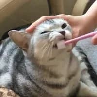 Diş Eti Kanamalarını Olağan Görmek