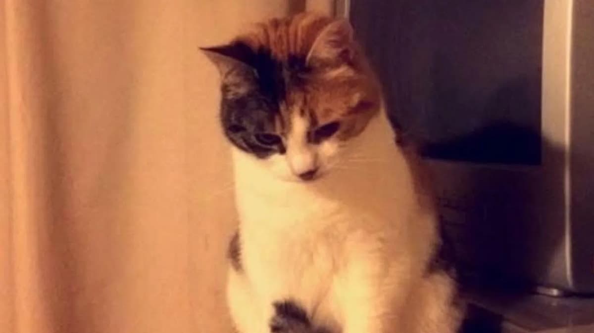 10 Yıldır Kayıp Tekir Kedi Charlie, Sahibinin Doğum Gününde Evine Döndü