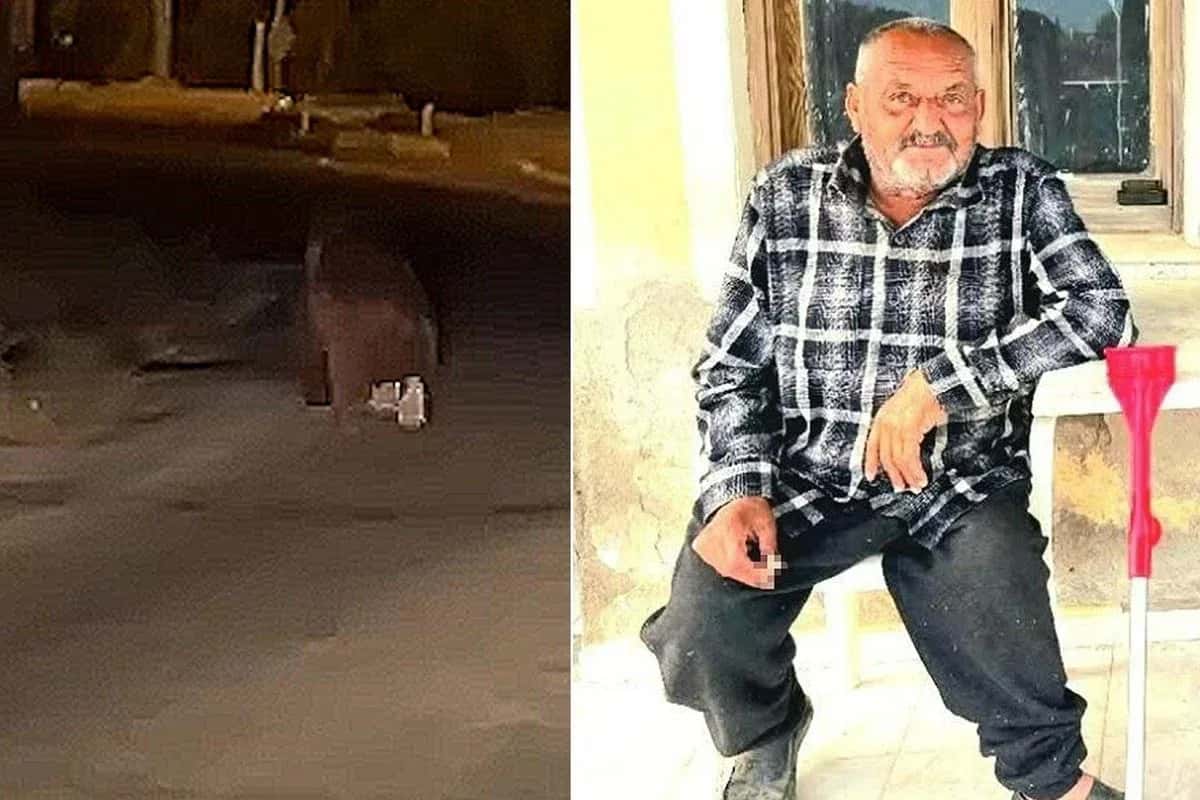 İzmir Seferihisar'da Ayı Saldırısı: Balkonda Uyuyan Adam Hayatını Kaybetti
