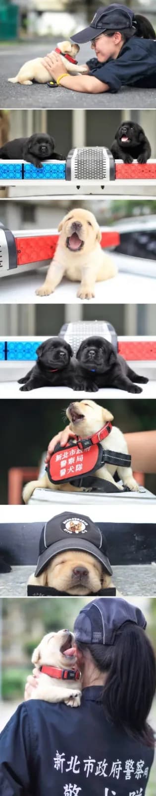 Altı Yeni Doğan Labrador, Polis Köpeği Olmaya İlk Adımlarını Resmi Pozlarla Attı