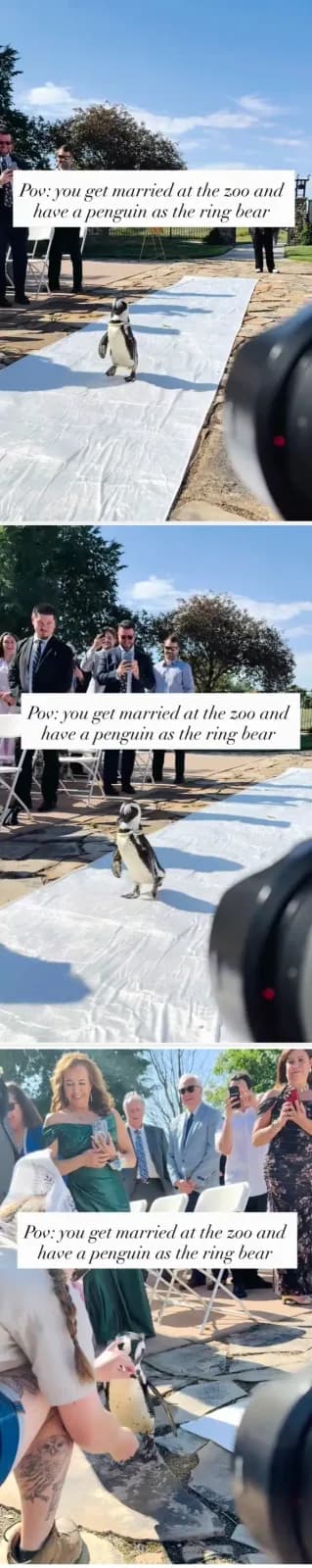 Düğünde Yüzük Taşıyıcısı Olarak Sürpriz Bir Konuk: Penguen