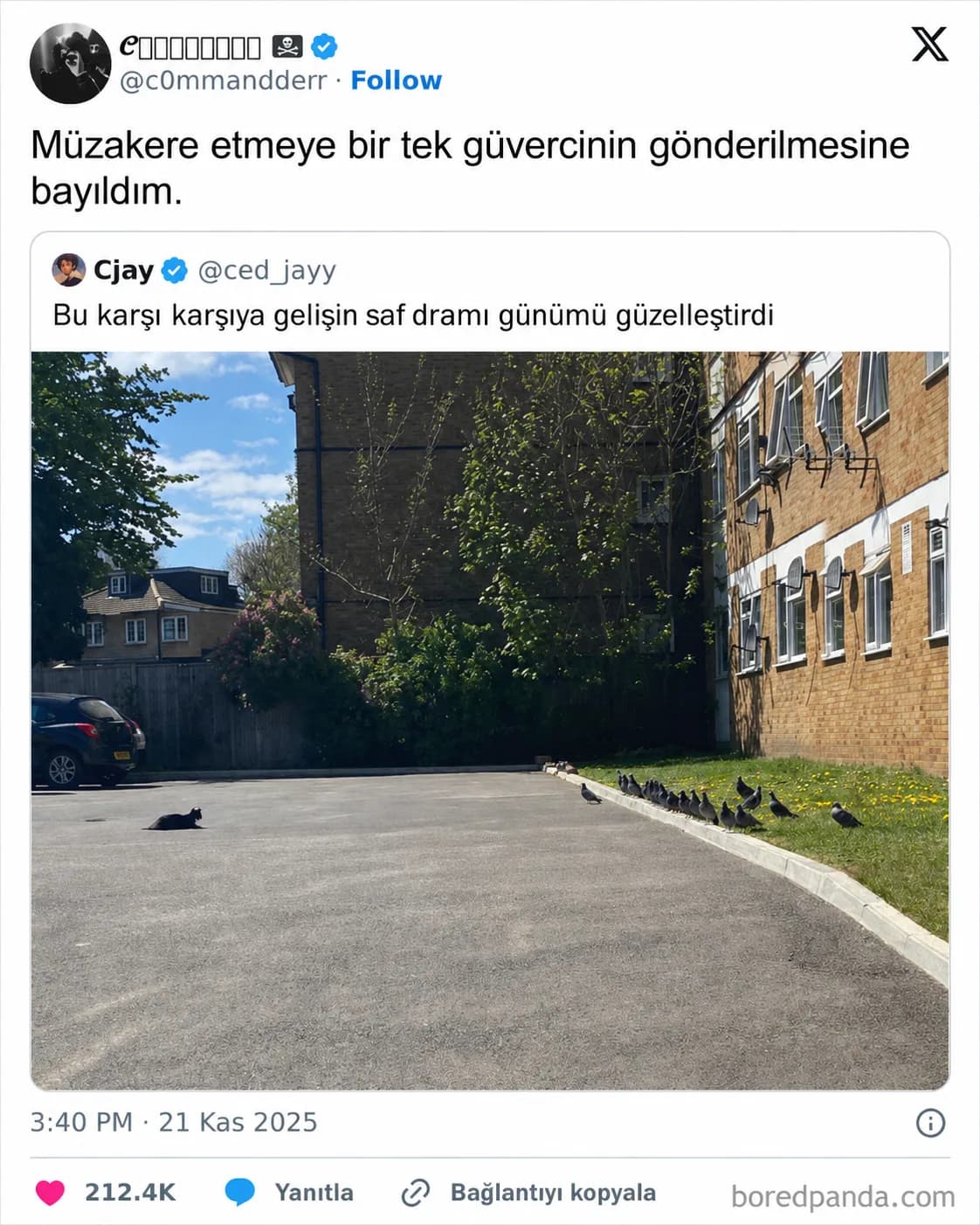 Kedi ve Güvercinler Arasındaki Anlaşma