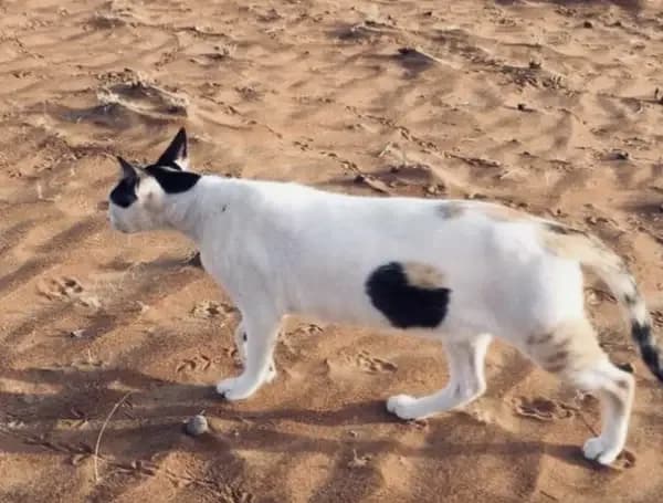 Bir tarafta oturuyor, diğer tarafta ters duran kedi