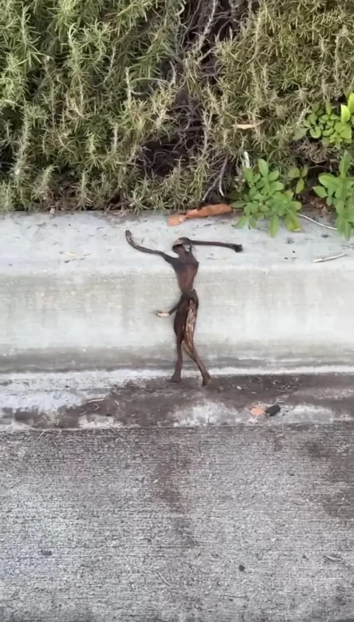 Kaldırımda dans eden mini bir adam mı? Hayır, sadece bir yaprak!