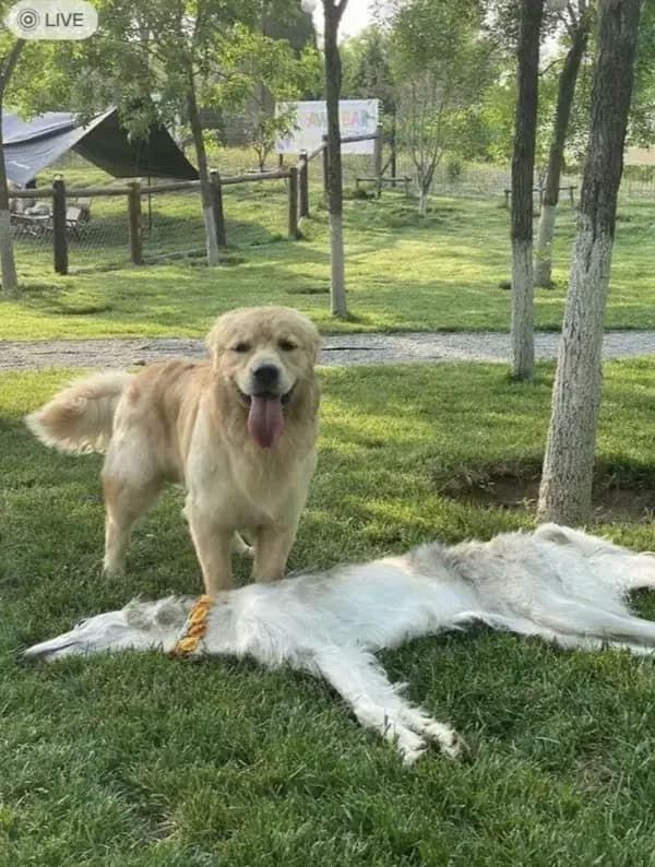 Yanındaki köpeğin havası indirilmiş gibi duran Golden Retriever fotoğrafı