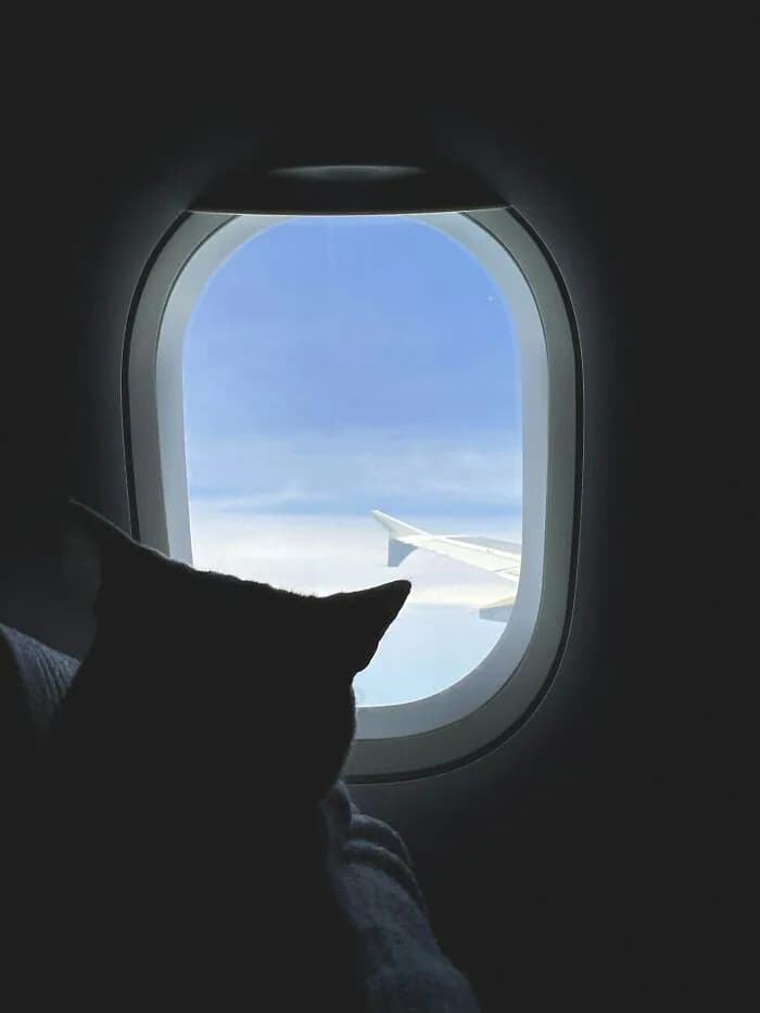 Herkes 'Kedi Sesi Nereden Geliyor?' Derken Adam Koltuğunun Altından Kediyi Çıkardı