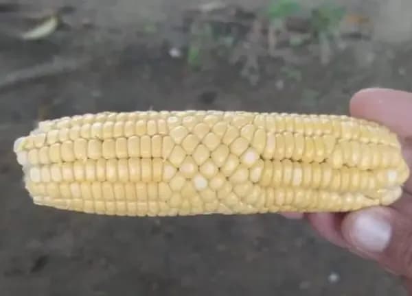 Mısır Koçanında Aniden Değişen Doğanın Kuralı