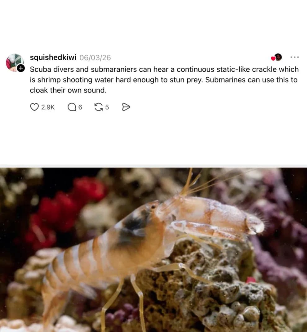Silahmış gibi 200 desibelden fazla ses çıkaran karidesler savaşta kullanıldı
