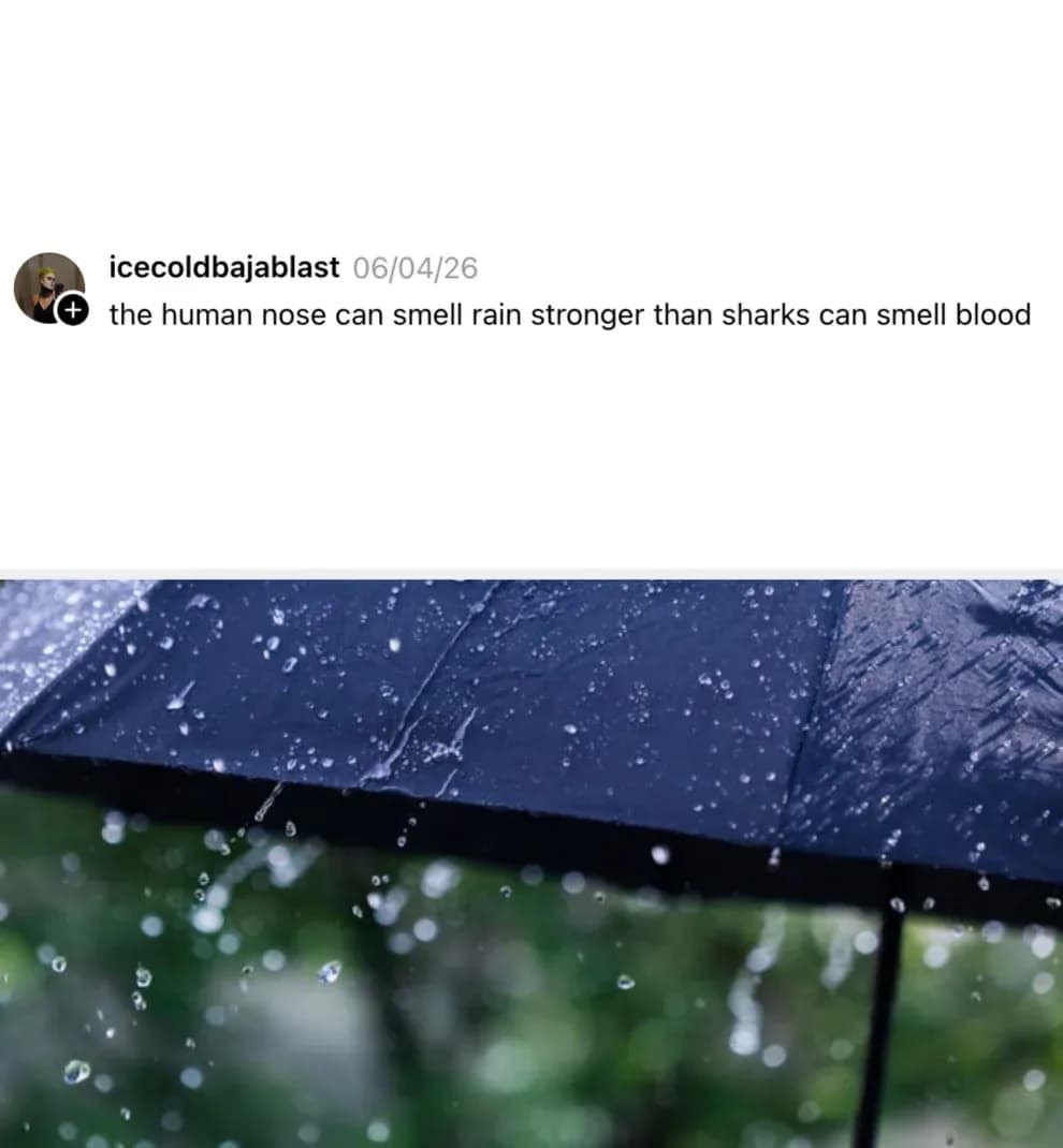 Yağmur kokusuna 'petrichor' adı verilir ve insanlar bu kokuya çok duyarlıdır