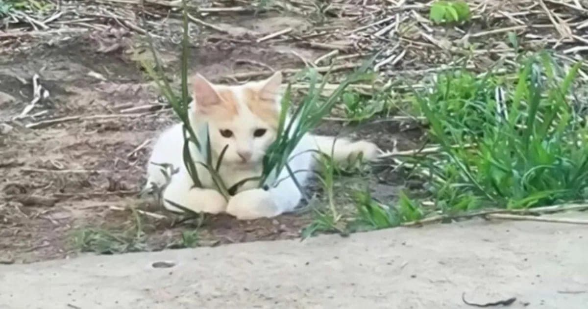Ne Yaşandığını Asla Öğrenemeyeceğimiz 30 Aşırı Komik Kedi Fotoğrafı